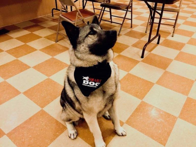 Bo is a Smart Dog Now!