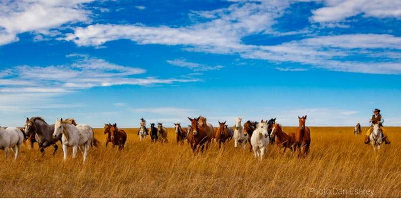 Come to our Kansas Roadtreking Gathering and join a cattle roundup! 1