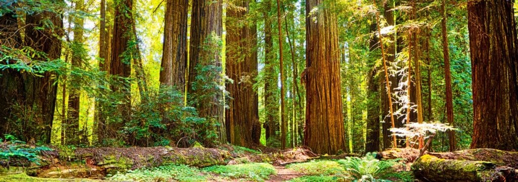 Explore Hidden Worlds of the National Parks from Home