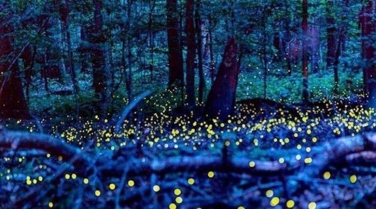 synchronous fireflies photo