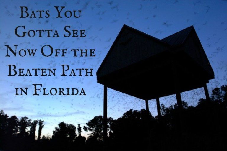 Bats You Gotta See Now Off the Beaten Path in Florida