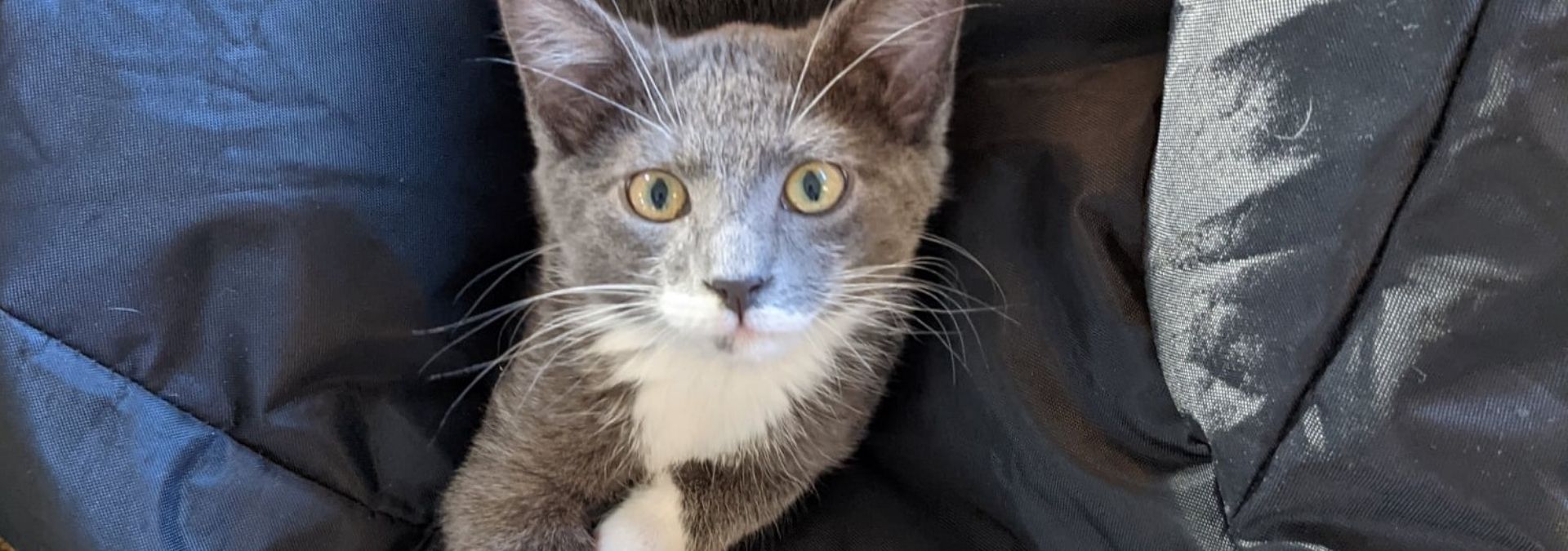 8 {PURRfect} Tips for Including Cats in the RV Lifestyle 1