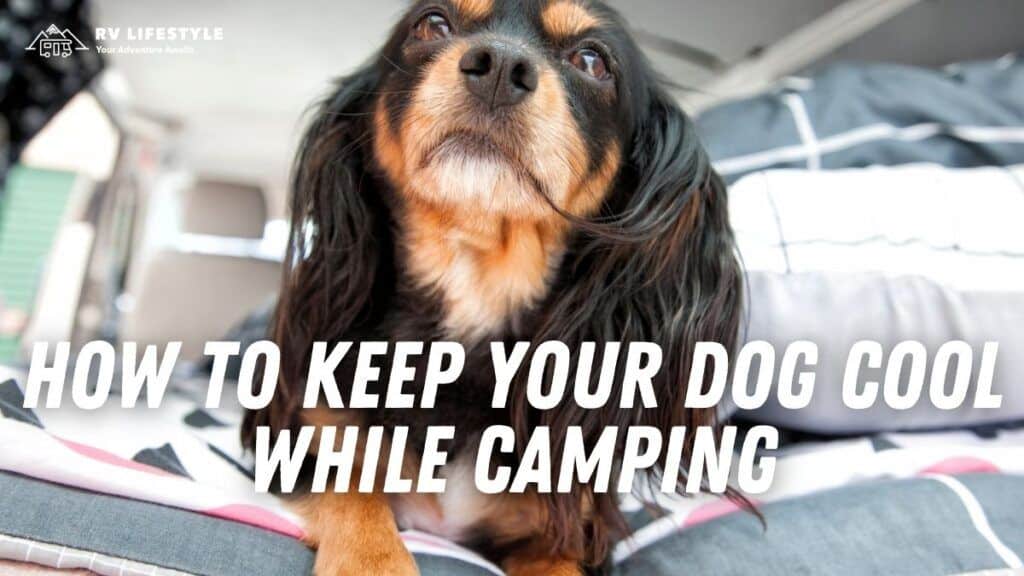 How to Keep Your Dog Cool While Camping