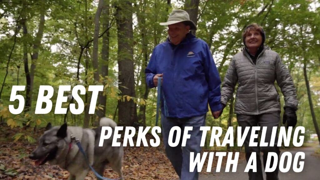5 Best Perks of Traveling with a Dog