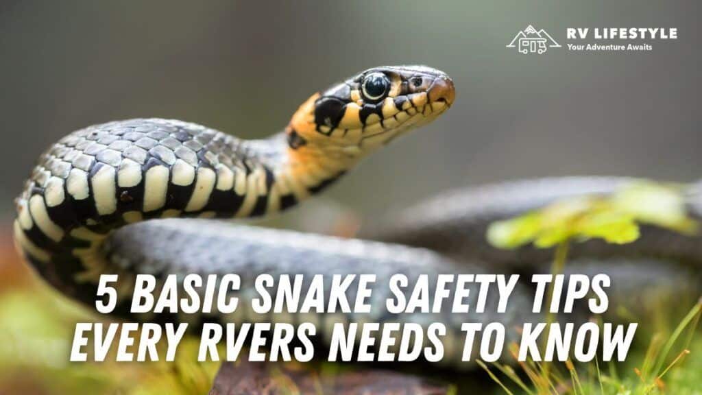 5 Basic Snake Safety Tips Every RVers Needs to Know