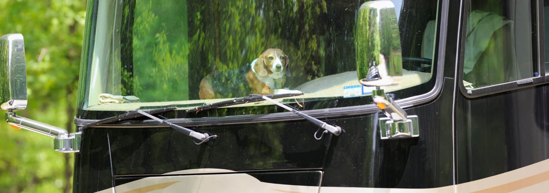 How to Keep Your RV Clean with Dogs (5 Tips)