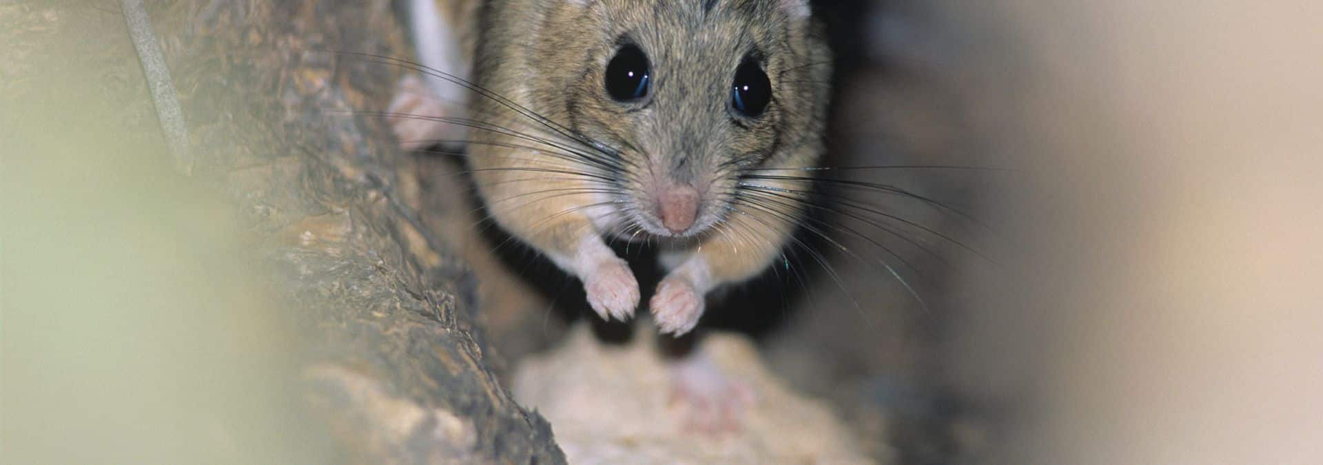 How to Get Rid of Mice in a Camper (5 Effective Ways) 1