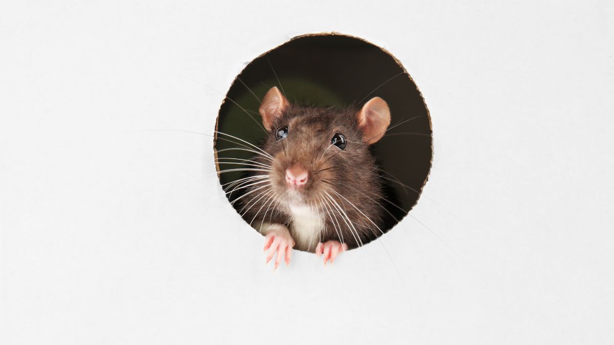 How To Keep Mice Out Of Camper (5 Best Ways) RV Lifestyle