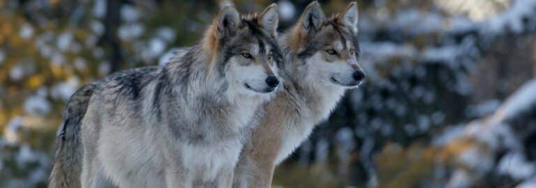 10 Best National Parks for Wildlife Viewing for RVers