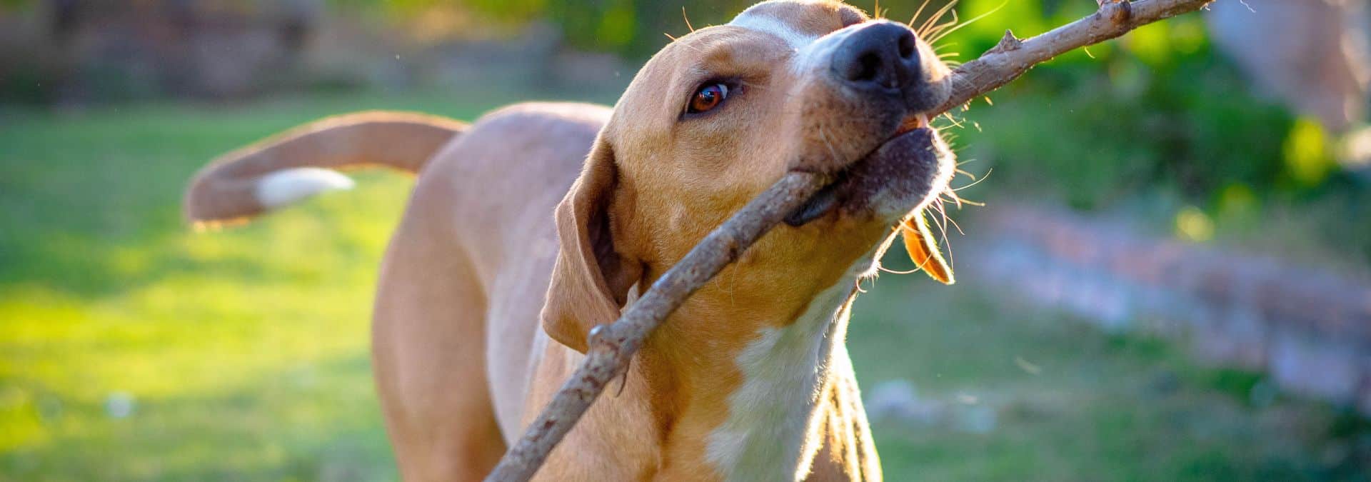 Make Money While RVing as a Pet Sitter! 1