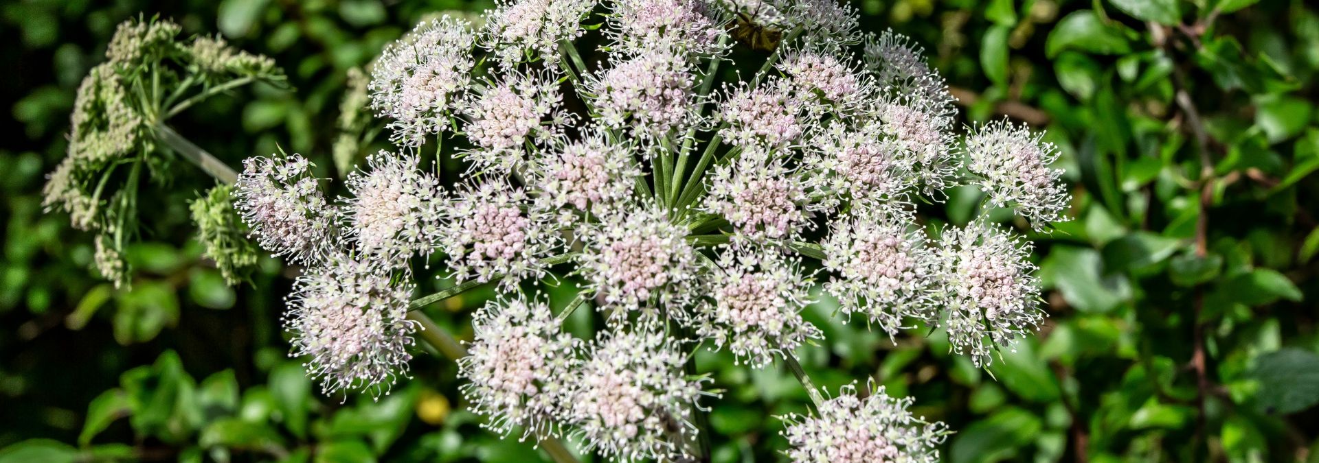 Campers Beware! 3 Dangerous Plants to Avoid While Hiking