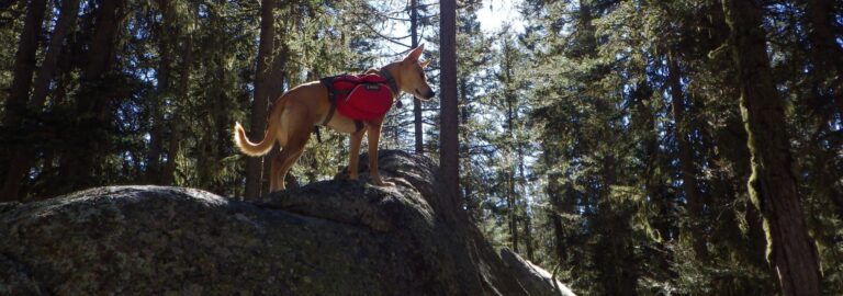 7 UNWRITTEN Rules of Camping with a Dog