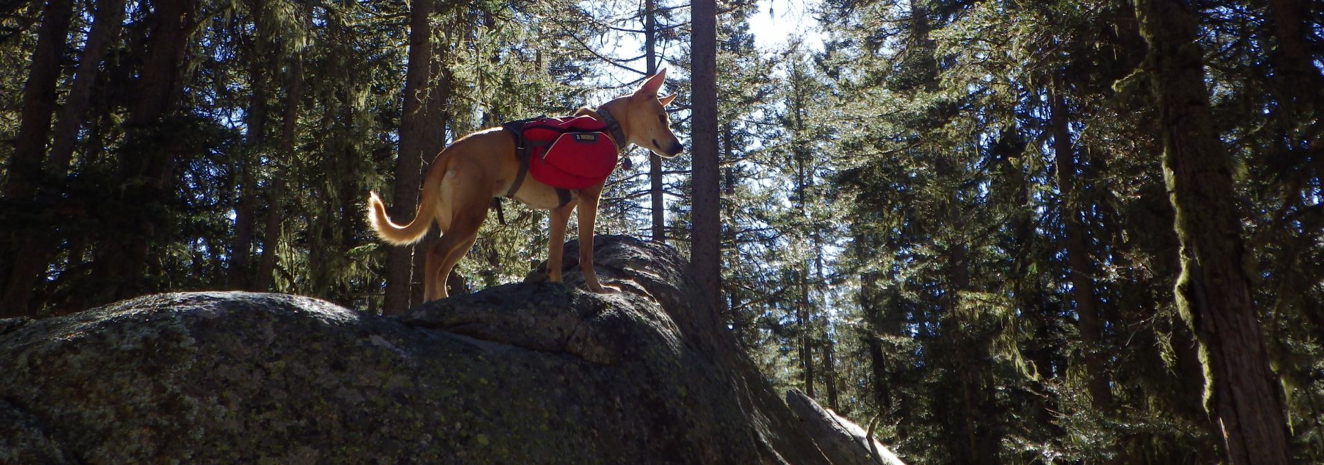 7 UNWRITTEN Rules of Camping with a Dog 1