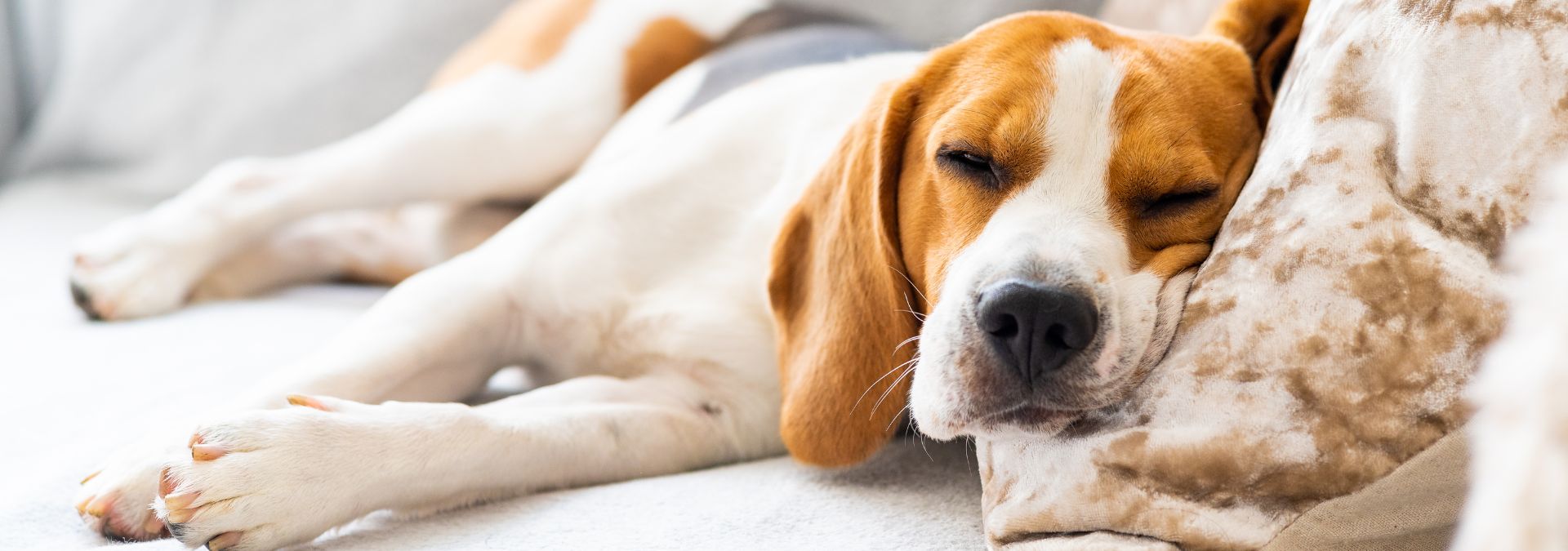 How to SAFELY Leave Your Dog Alone in Your RV (Cats, too!)