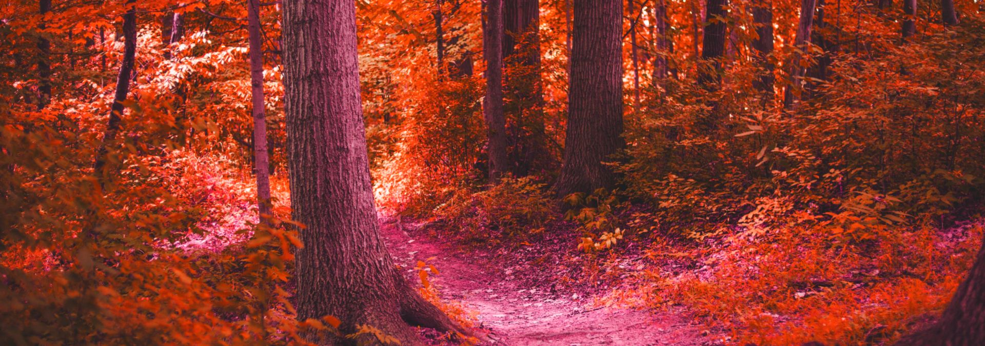 The STRANGER THINGS People Have Seen While Camping