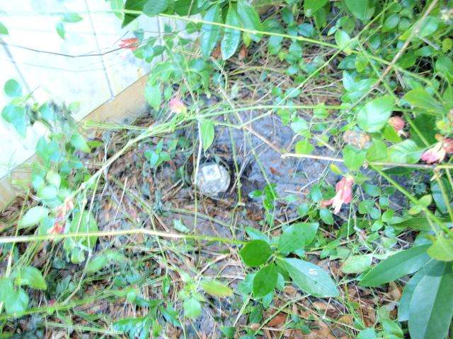 How to Dump RV Tanks at Home (Options & Answers) 1