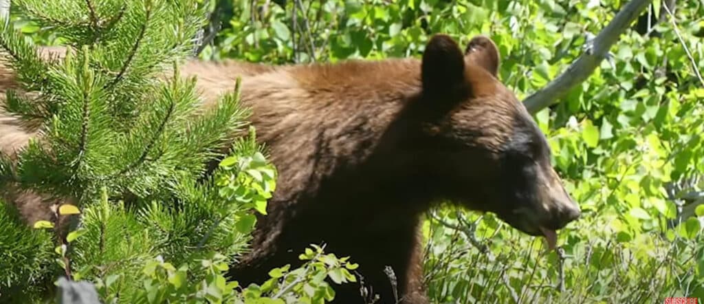 What Real RVers Like and Dislike About Their RVs 4