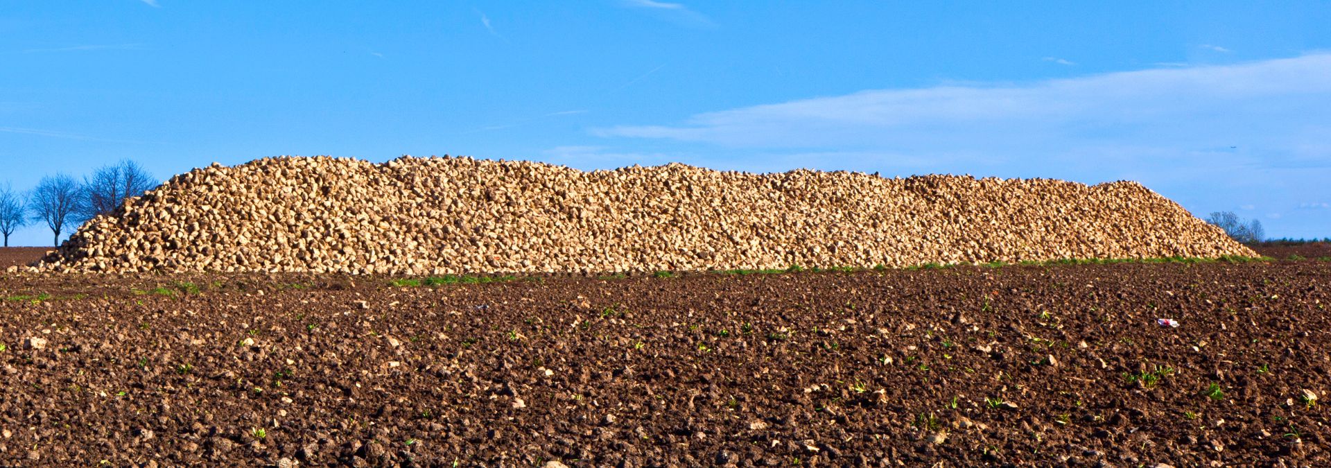 An "UNBEETABLE" Workamping Experience - The Sugar Beet Harvest 1