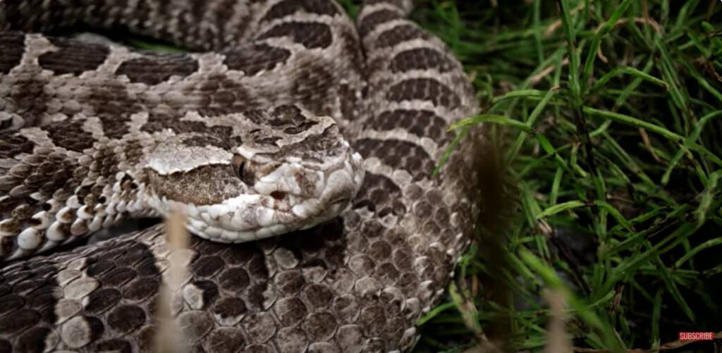 Slides, Solar and Snakes: Our Podcast Topics of the Week