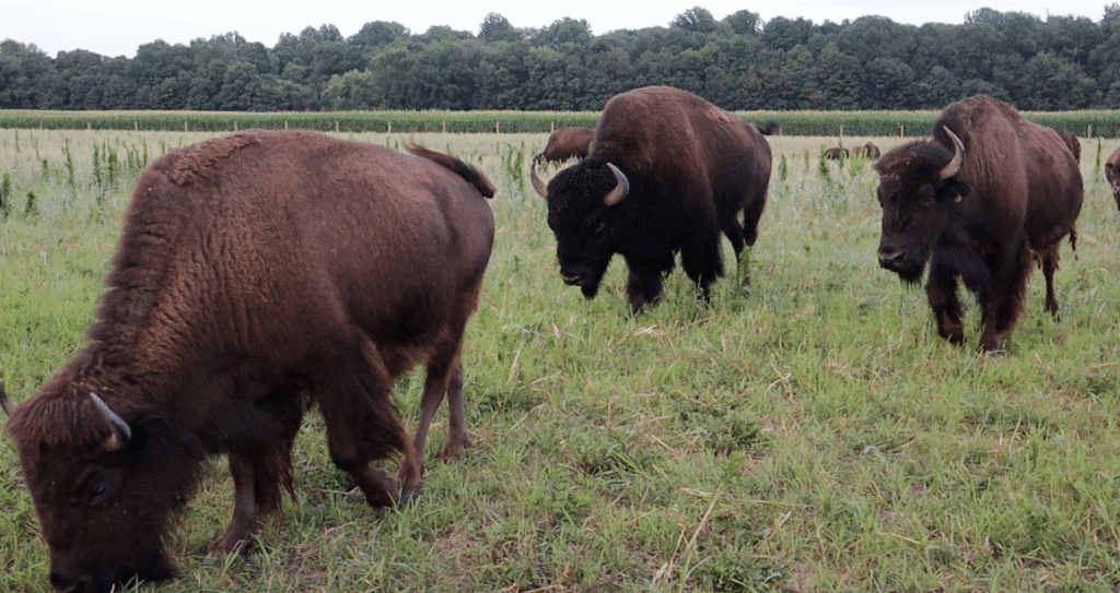 Boondocking with the Bison