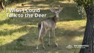 I Wish I Could Talk to the Deer